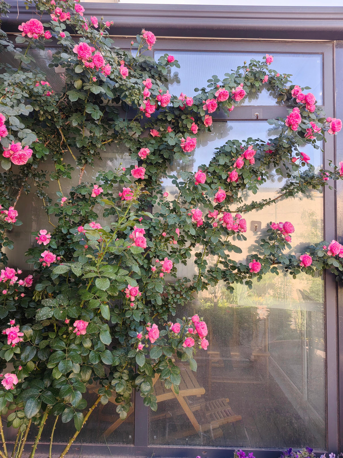 Climbing Rose 'Leonardo da Vinci' 粉色达芬奇