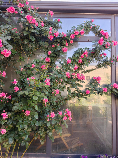 Climbing Rose 'Leonardo da Vinci' 粉色达芬奇