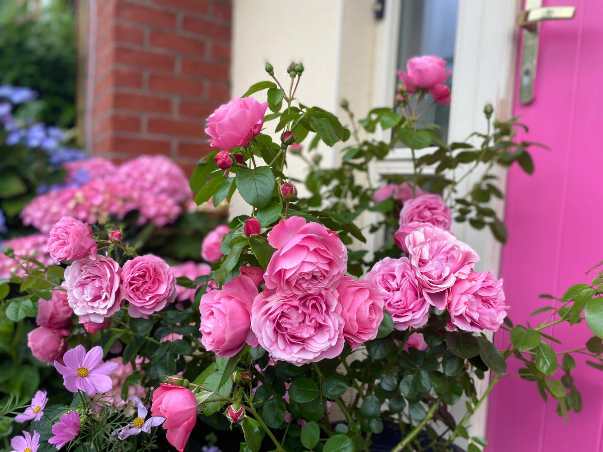 Climbing Rose 'Leonardo da Vinci' 粉色达芬奇