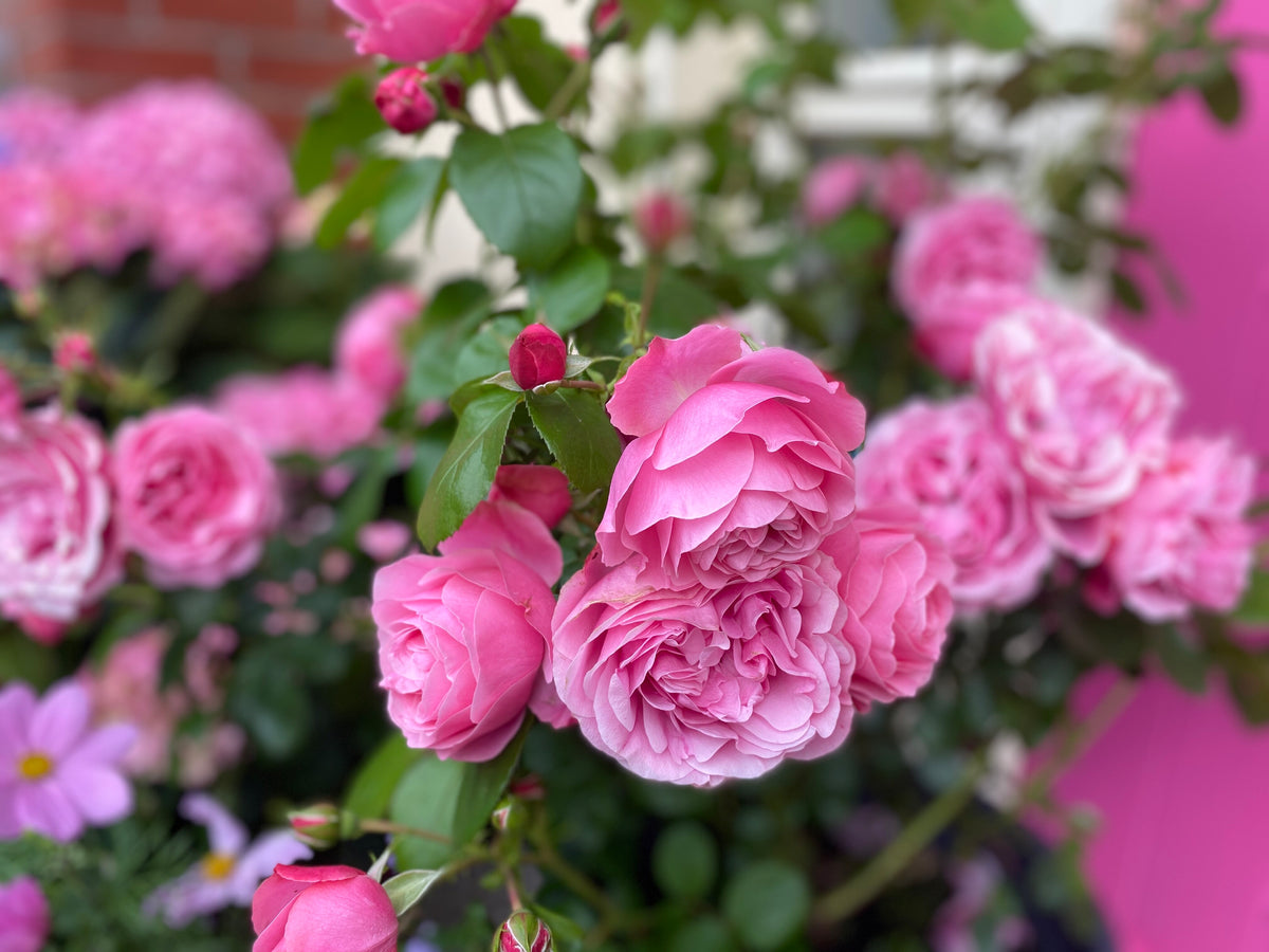 Climbing Rose 'Leonardo da Vinci' 粉色达芬奇