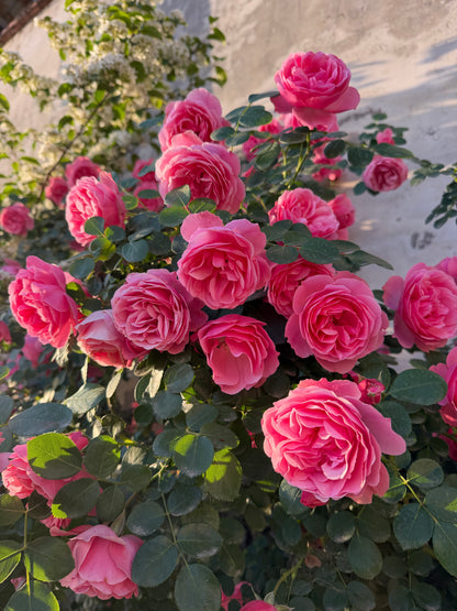 Climbing Rose 'Leonardo da Vinci' 粉色达芬奇