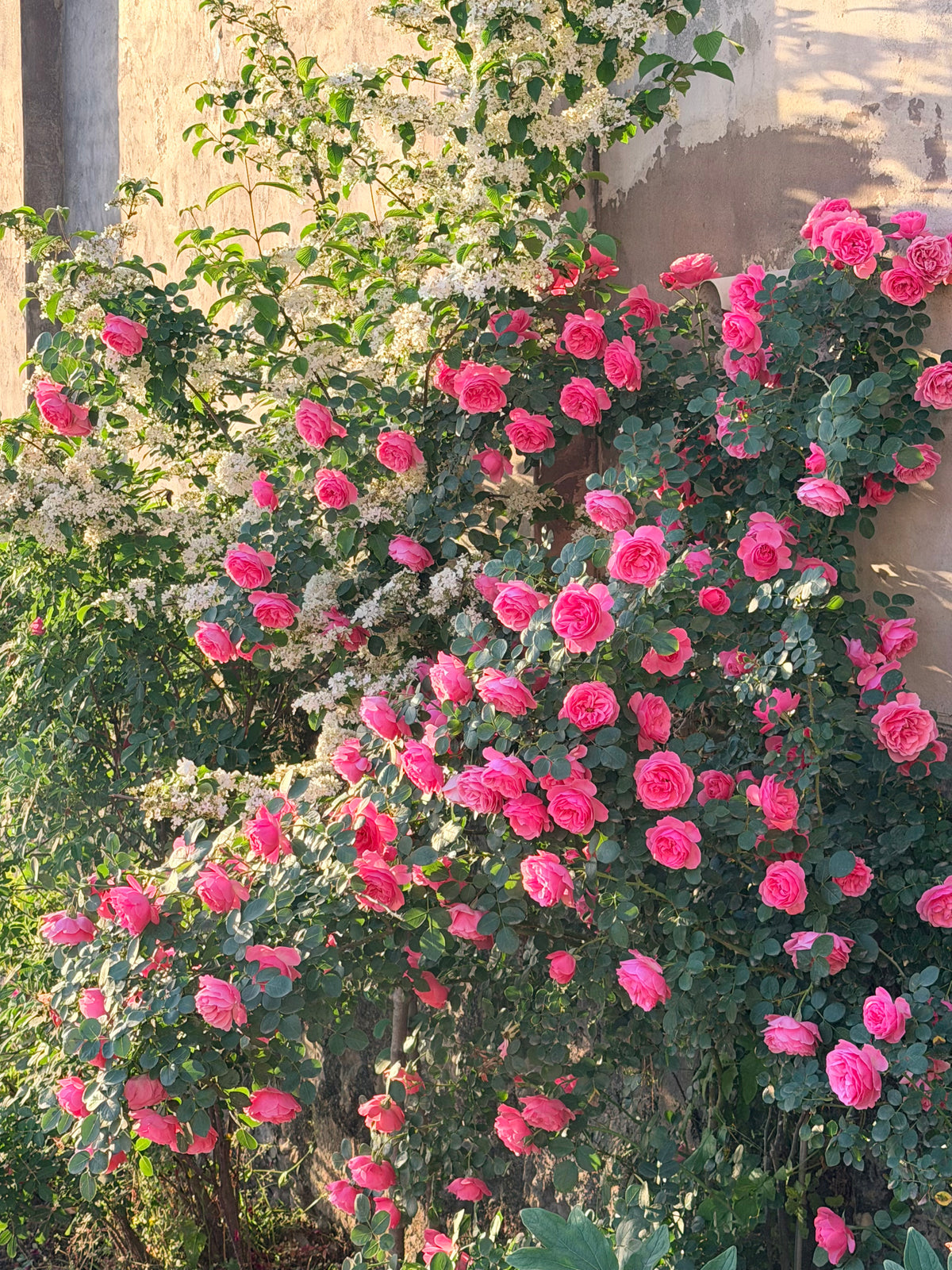 Climbing Rose 'Leonardo da Vinci' 粉色达芬奇