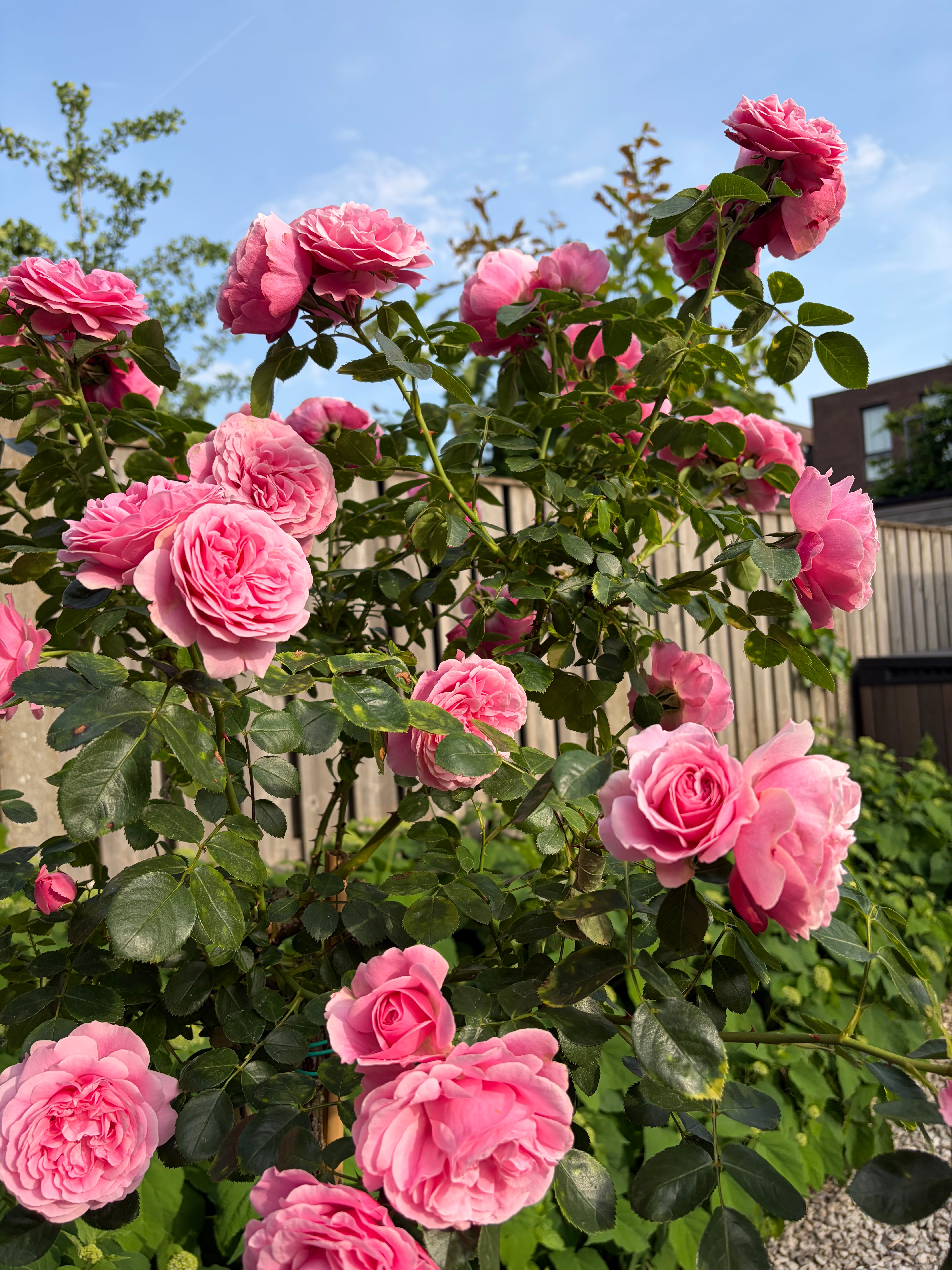 Climbing Rose 'Leonardo da Vinci' Heat Resistant Pink Floribunda