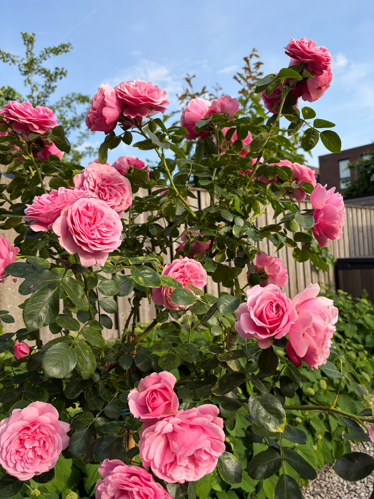 Climbing Rose 'Leonardo da Vinci' 粉色达芬奇
