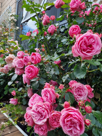 Climbing Rose 'Leonardo da Vinci' 粉色达芬奇