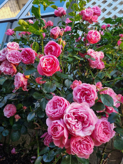 Climbing Rose 'Leonardo da Vinci' 粉色达芬奇