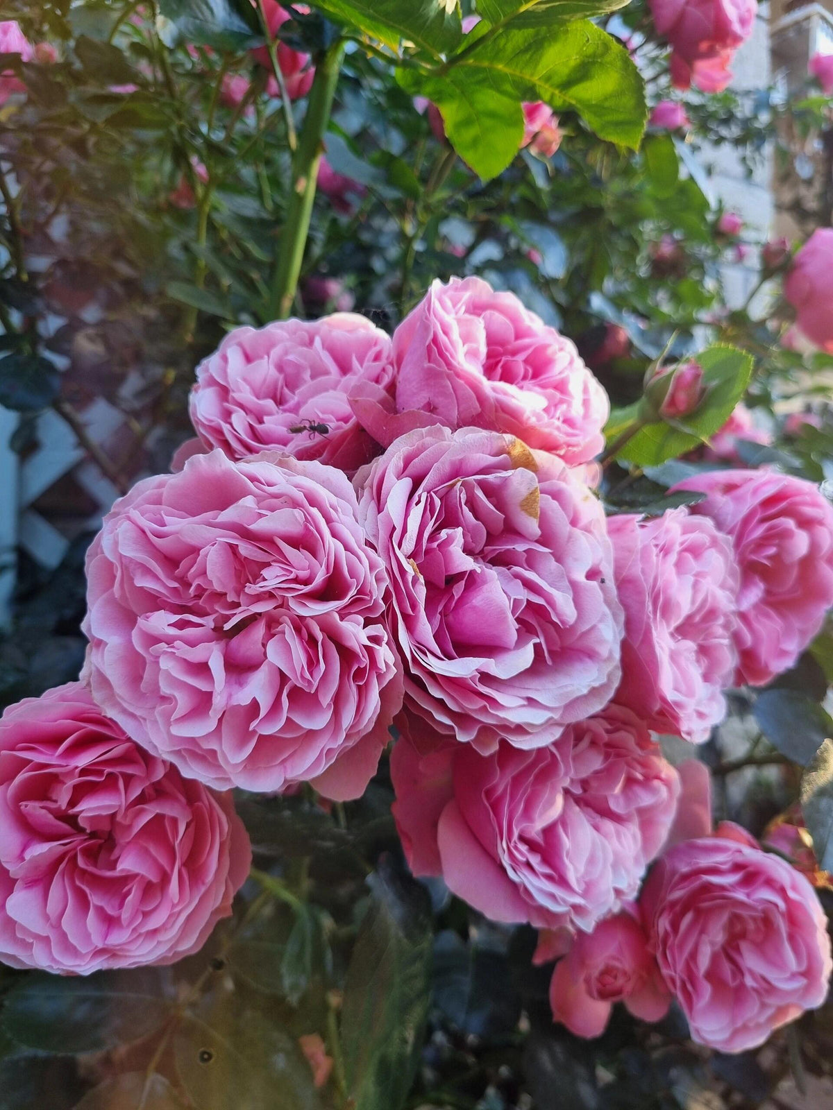 Climbing Rose 'Leonardo da Vinci' 粉色达芬奇