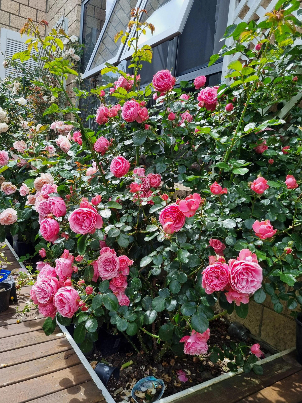 Climbing Rose 'Leonardo da Vinci' 粉色达芬奇