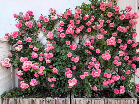 Climbing Rose 'Leonardo da Vinci' 粉色达芬奇