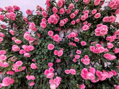 Climbing Rose 'Leonardo da Vinci' 粉色达芬奇