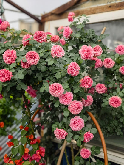 Climbing Rose 'Leonardo da Vinci' 粉色达芬奇