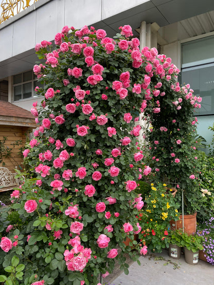 Climbing Rose 'Leonardo da Vinci' 粉色达芬奇