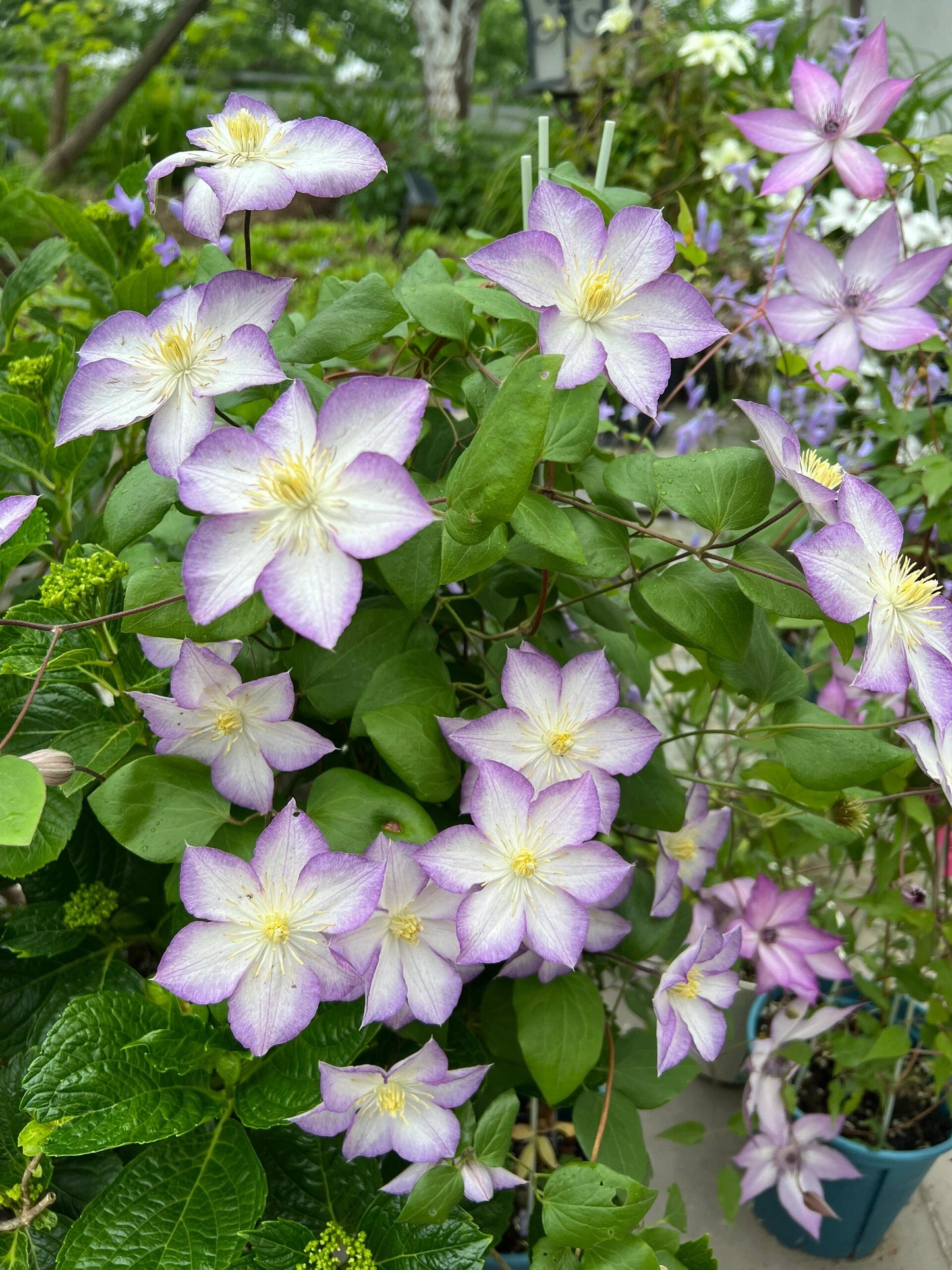Clematis ‘’Lucky Charm| お守り|幸运符‘’