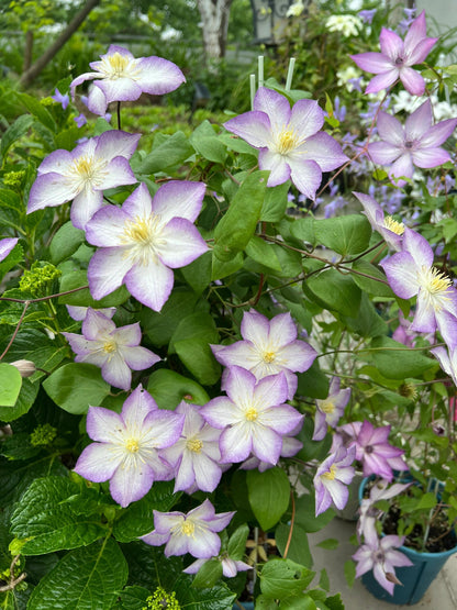 Clematis ‘’Lucky Charm| お守り|幸运符‘’