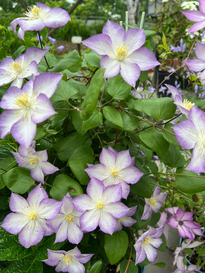 Clematis ‘’Lucky Charm| お守り|幸运符‘’