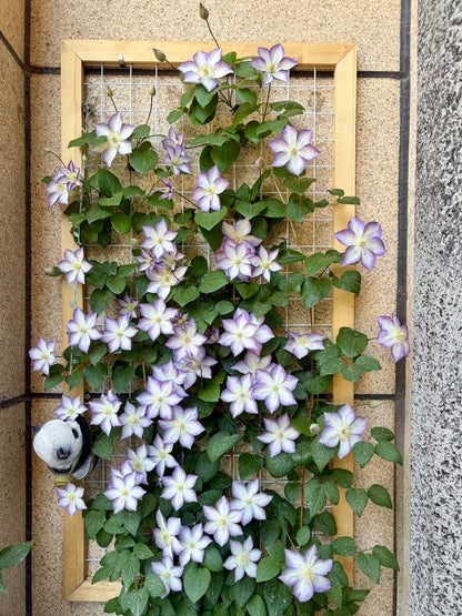 Clematis ‘’Lucky Charm| お守り|幸运符‘’