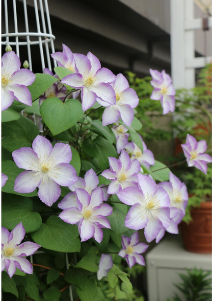 Clematis ‘’Lucky Charm| お守り|幸运符‘’