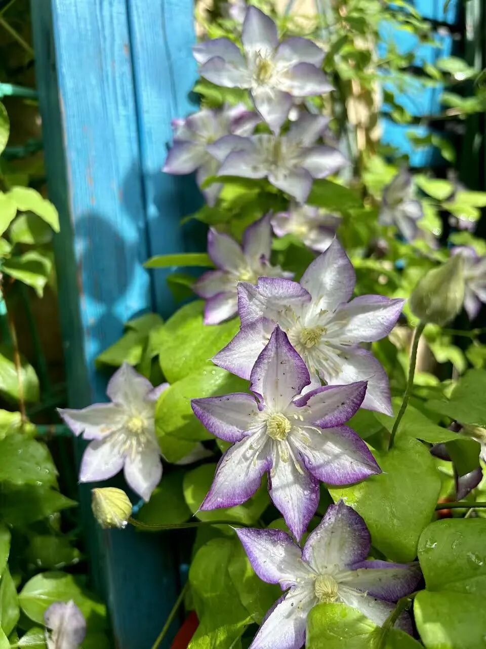 Clematis ‘’Lucky Charm| お守り|幸运符‘’