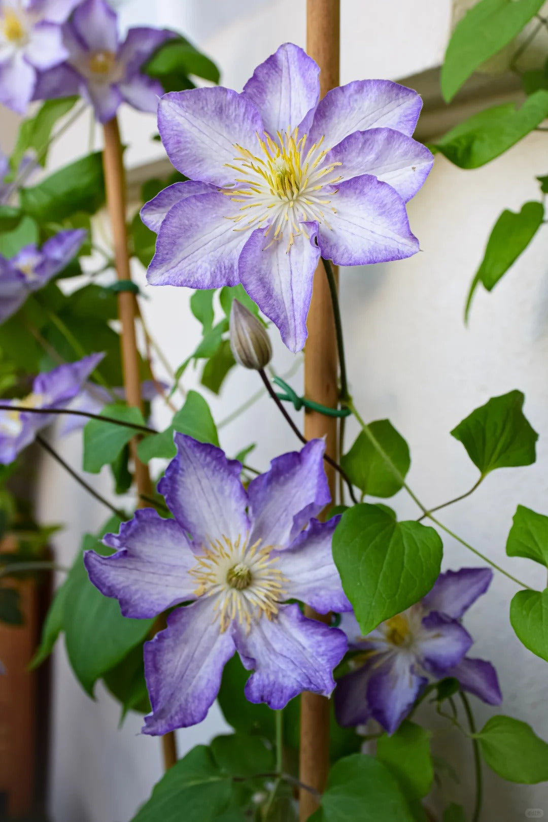 Clematis ‘’Lucky Charm| お守り|幸运符‘’