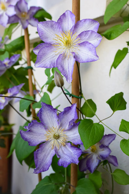 Clematis ‘’Lucky Charm| お守り|幸运符‘’