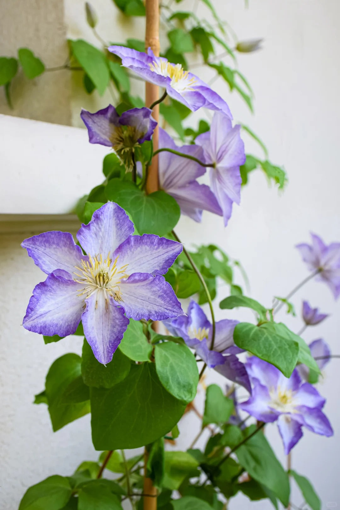 Clematis ‘’Lucky Charm| お守り|幸运符‘’