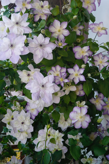 Clematis ‘’Lucky Charm| お守り|幸运符‘’