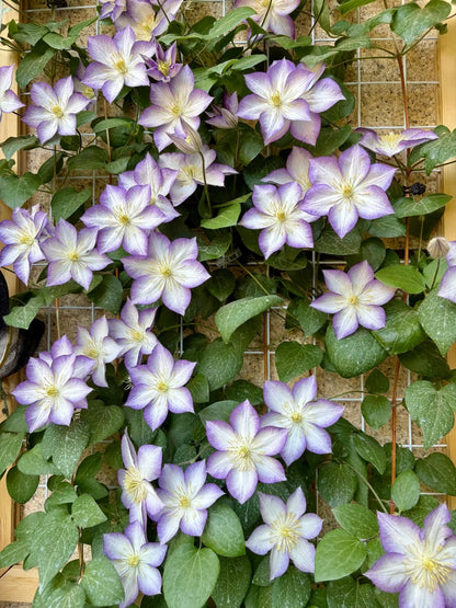 Clematis ‘’Lucky Charm| お守り|幸运符‘’