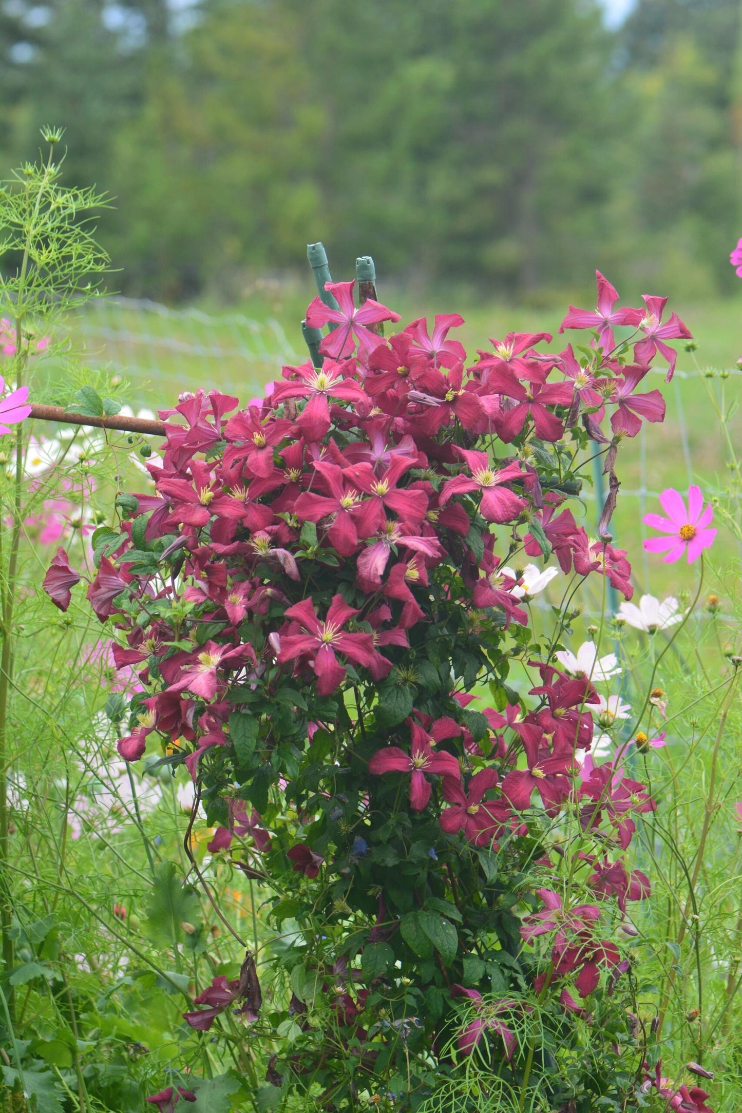 Clematis 'Madame Julia Correvon' 茱莉亚夫人