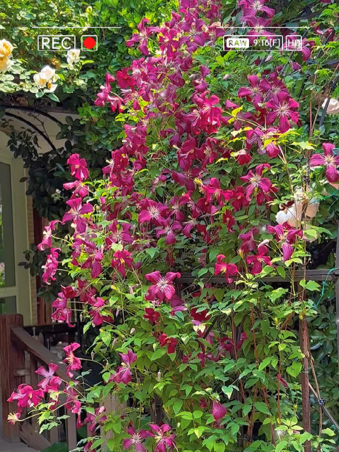 Clematis 'Madame Julia Correvon' 茱莉亚夫人