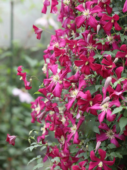 Clematis 'Madame Julia Correvon' 茱莉亚夫人
