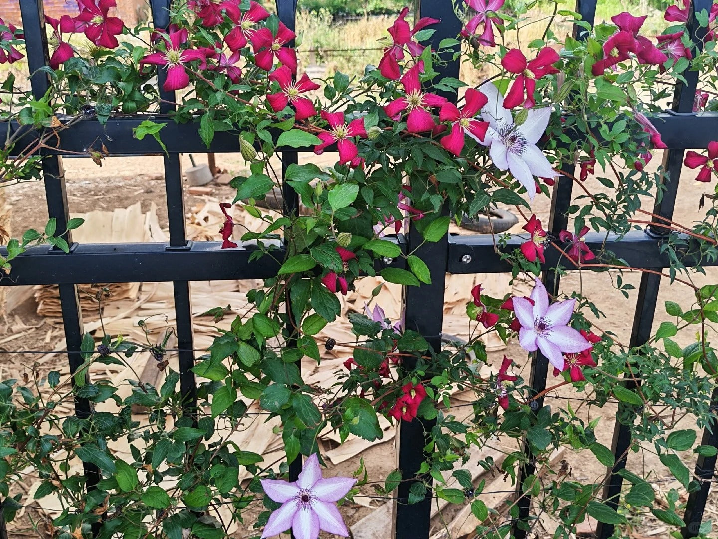 Clematis 'Madame Julia Correvon' 茱莉亚夫人