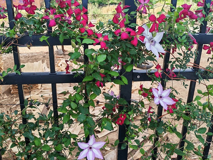 Clematis 'Madame Julia Correvon' 茱莉亚夫人