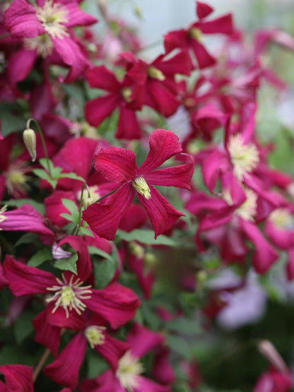 Clematis 'Madame Julia Correvon' 茱莉亚夫人