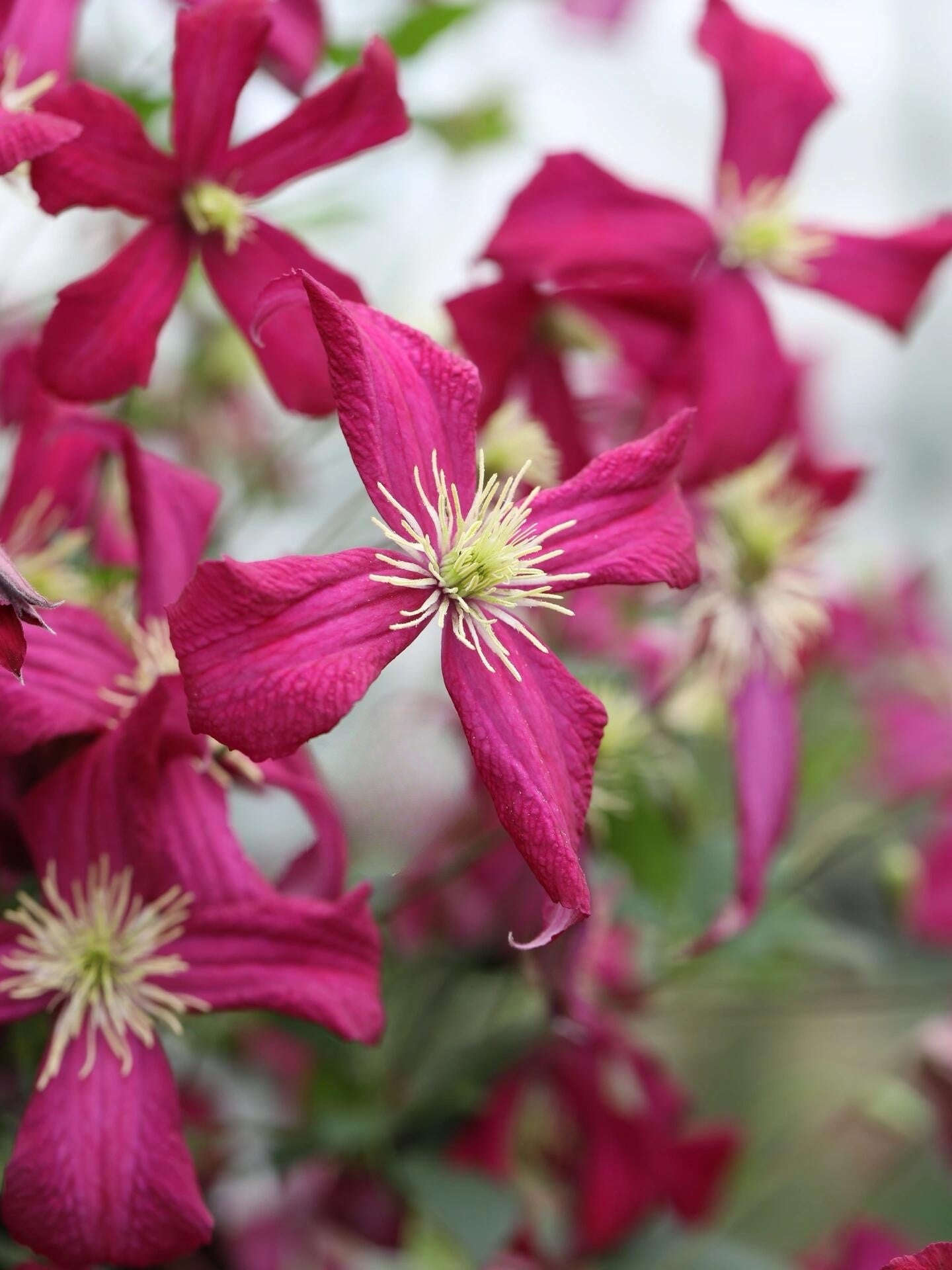 Clematis 'Madame Julia Correvon' 茱莉亚夫人