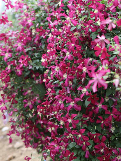 Clematis 'Madame Julia Correvon' 茱莉亚夫人