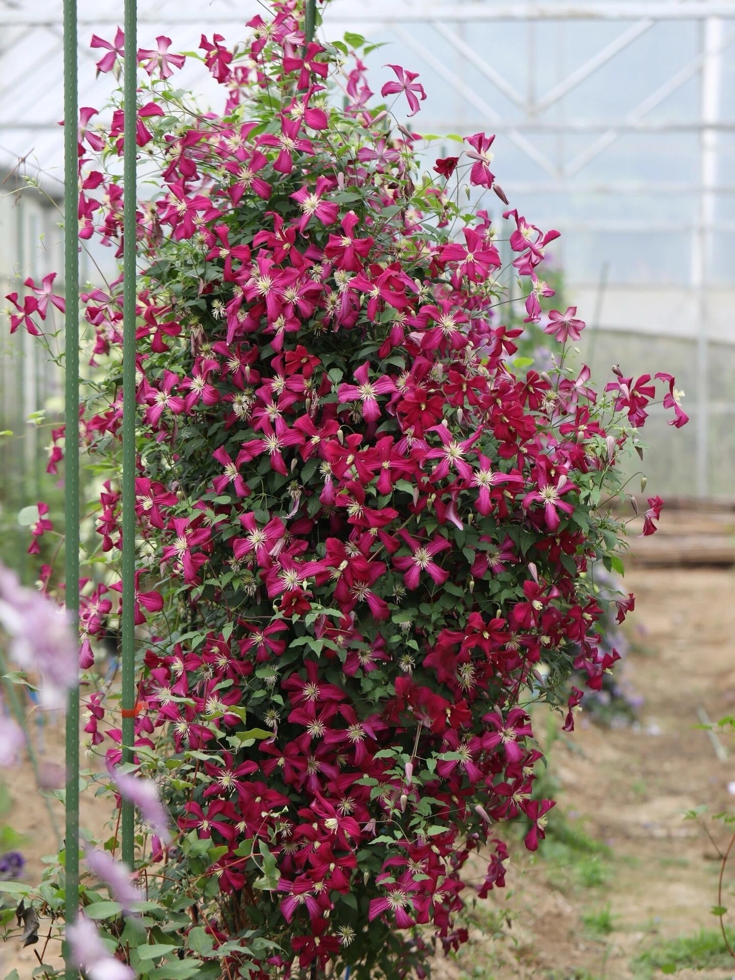 Clematis 'Madame Julia Correvon' 茱莉亚夫人