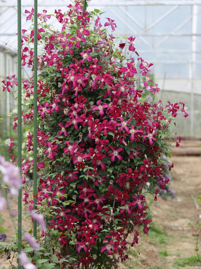 Clematis 'Madame Julia Correvon' 茱莉亚夫人