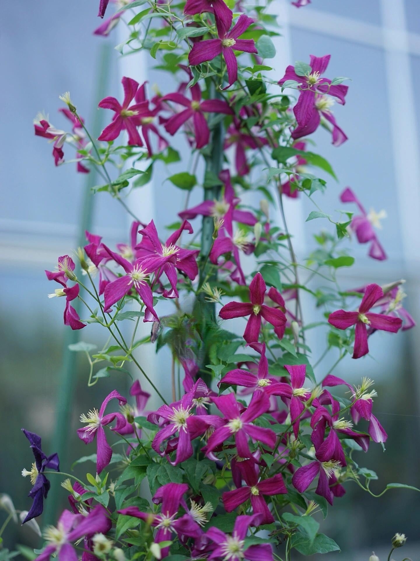 Clematis 'Madame Julia Correvon' 茱莉亚夫人