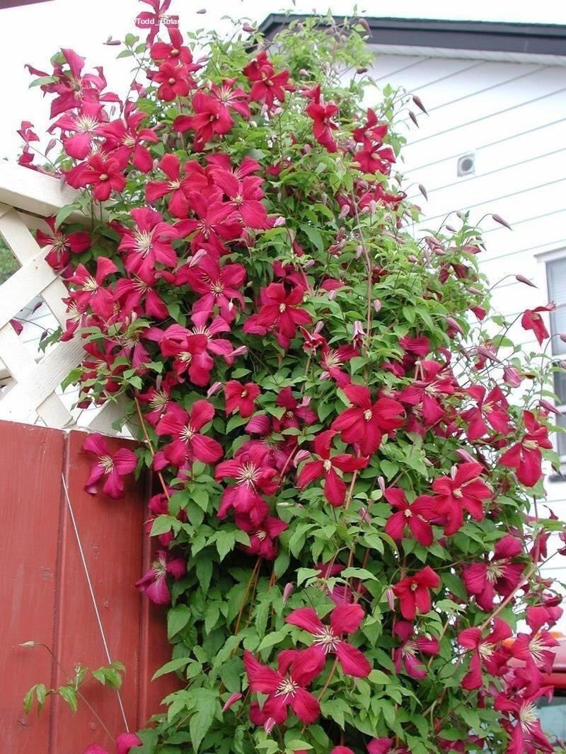 Clematis 'Madame Julia Correvon' 茱莉亚夫人
