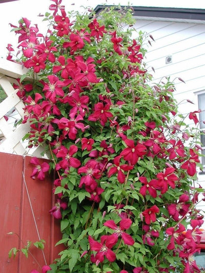 Clematis 'Madame Julia Correvon' 茱莉亚夫人