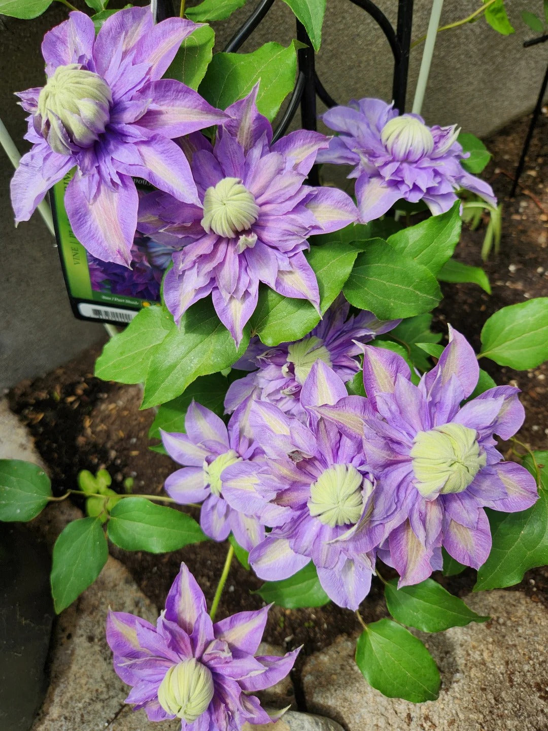 Clematis 'Magic Fountain' 魔法喷泉