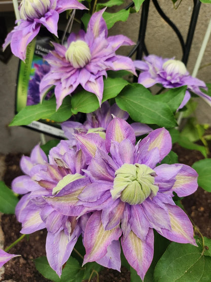 Clematis 'Magic Fountain' 魔法喷泉