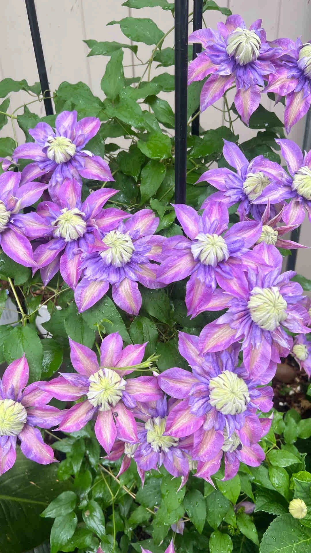Clematis 'Magic Fountain' 魔法喷泉
