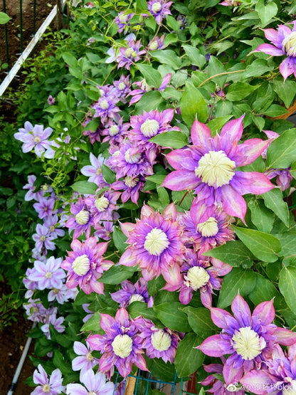 Clematis 'Magic Fountain' 魔法喷泉