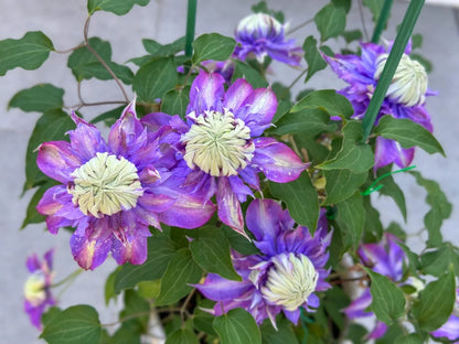 Clematis 'Magic Fountain' 魔法喷泉