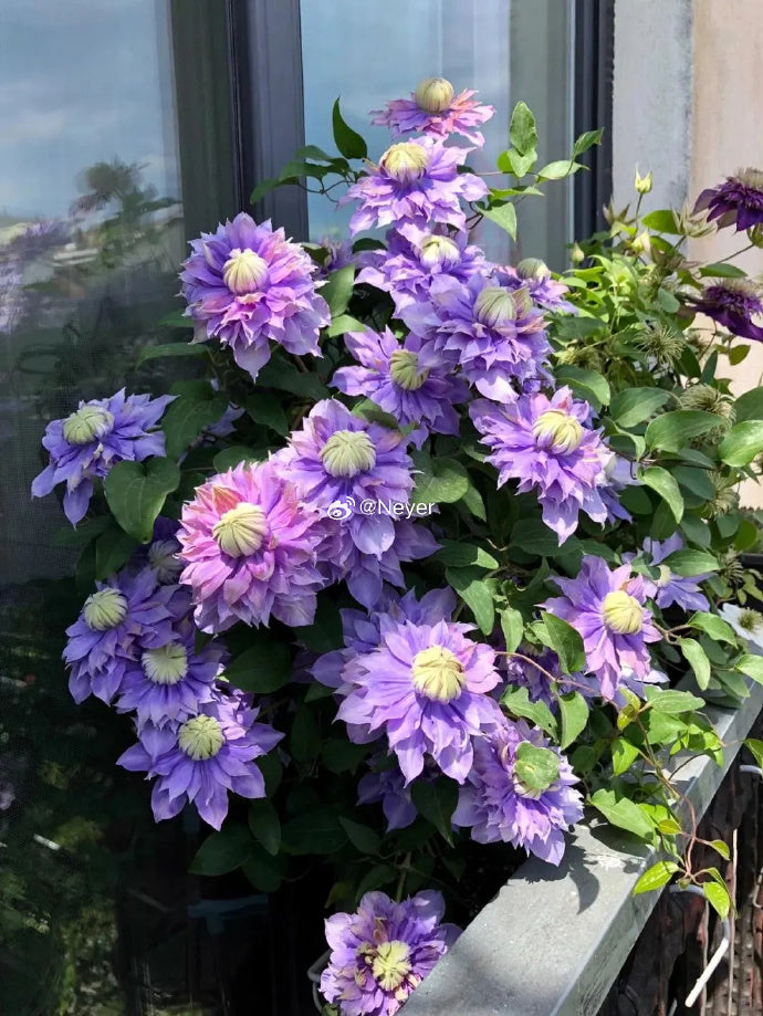 Clematis 'Magic Fountain' 魔法喷泉