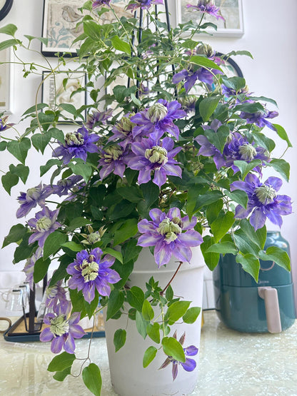 Clematis 'Magic Fountain' 魔法喷泉