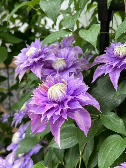 Clematis 'Magic Fountain' 魔法喷泉