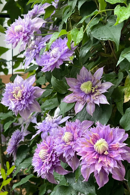 Clematis 'Magic Fountain' 魔法喷泉