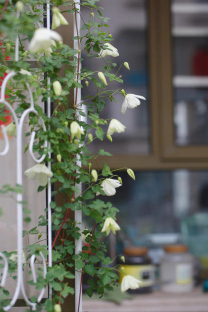 Clematis 'Maria Cornelia'月亮女神